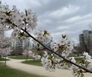 Pogoda na weekend w Łodzi 10-12 kwietnia. Po słonecznym początku weekendu zrobi się cieplej, ale pochmurnie