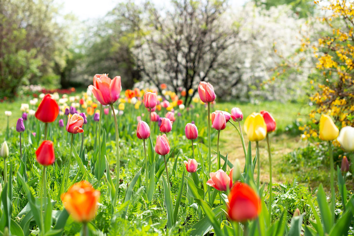 Tulipany
