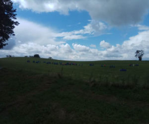 Groźny wypadek na DK 15. Butle z gazem wypadły na drogę! [ZDJĘCIA]
