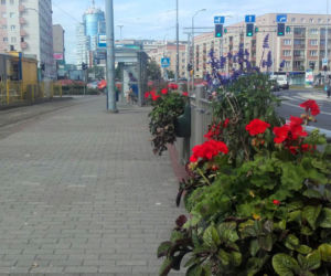 Kwietniki na przystanku tramwajowym na pl. Żołnierza