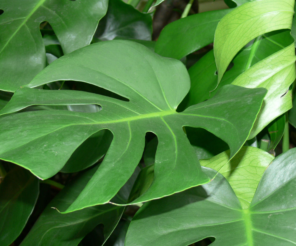 Monstera dziurawa