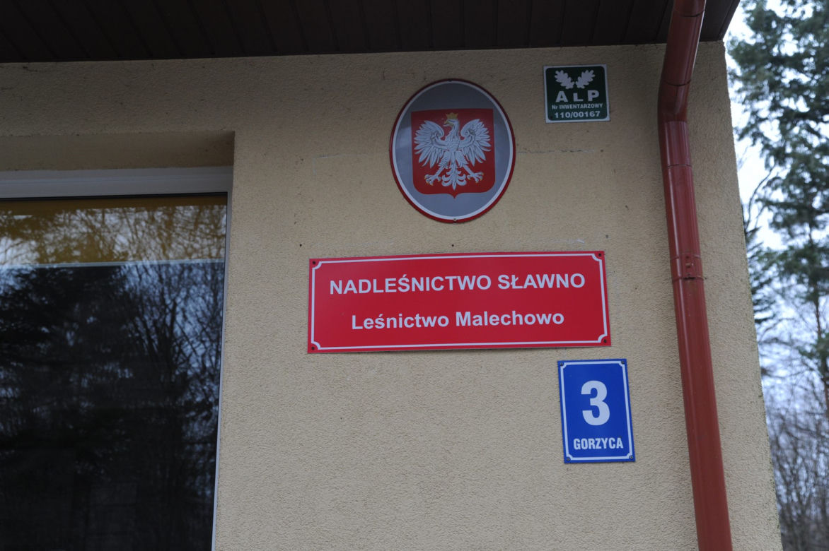Leśnicy zostali zaatakowani przez rannego dzika