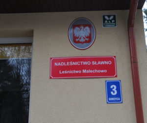 Leśnicy zostali zaatakowani przez rannego dzika