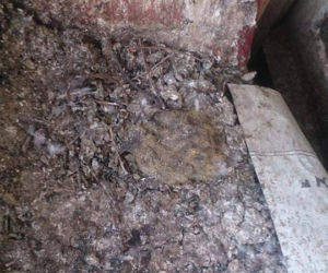 Przerażające odkrycie w Krakowie: Padłe gołębie i metrowa warstwa ptasich odchodów na balkonie [AUDIO, ZDJĘCIA]