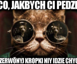 Kropki niy idzie chycić