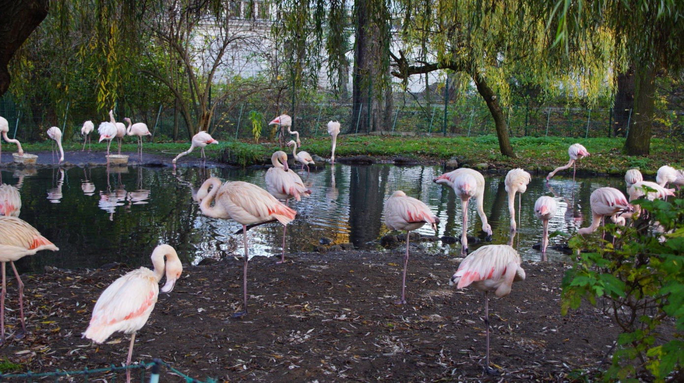 ZOO Wrocław ze specjalną ofertą. Dodatkowy dzień zwiedzania za darmo 