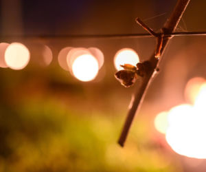 Przymrozki w winnicy - podgrzewanie winorośli