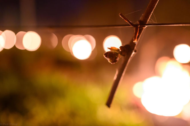 Przymrozki w winnicy - podgrzewanie winorośli