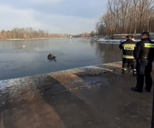 Kielce: Na ratunek łabędziowi! PRZYMARZŁ do tafli lodu i nie mógł się ruszyć!