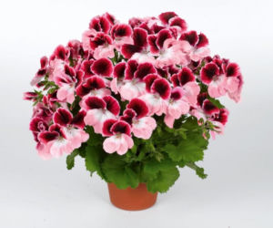 Pelargonia