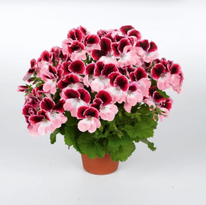 Pelargonie angielskie