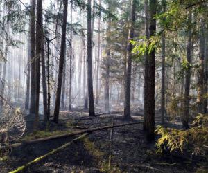Pożar w Białowieskim Parku Narodowym