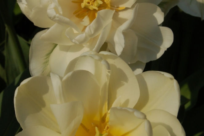 Galeria: Tulipan 'Mount Tacoma'