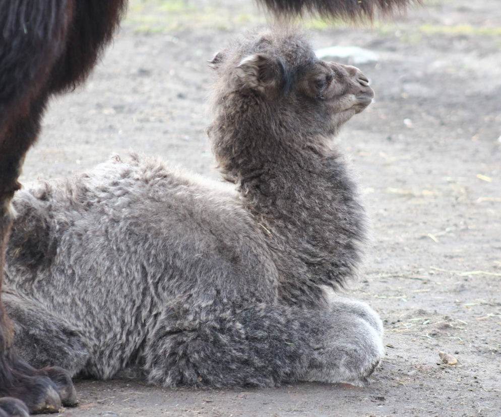 Nowy mieszkaniec Warszawskiego Zoo! Na świat przyszła Mania
