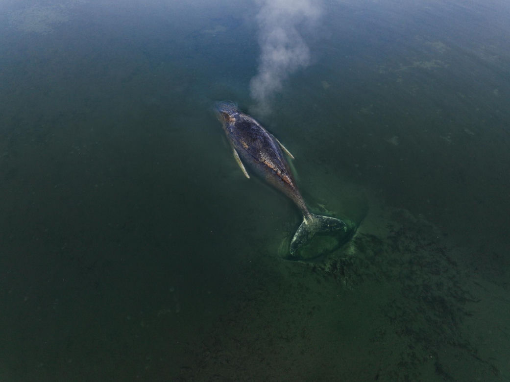 Humbak utknął u północnych wybrzeży Niemiec