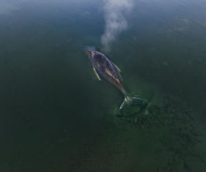 Te wiadomości o humbaku zasmucą wszystkich. Porzucono próby