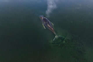Te wiadomości o humbaku zasmucą wszystkich. Porzucono próby