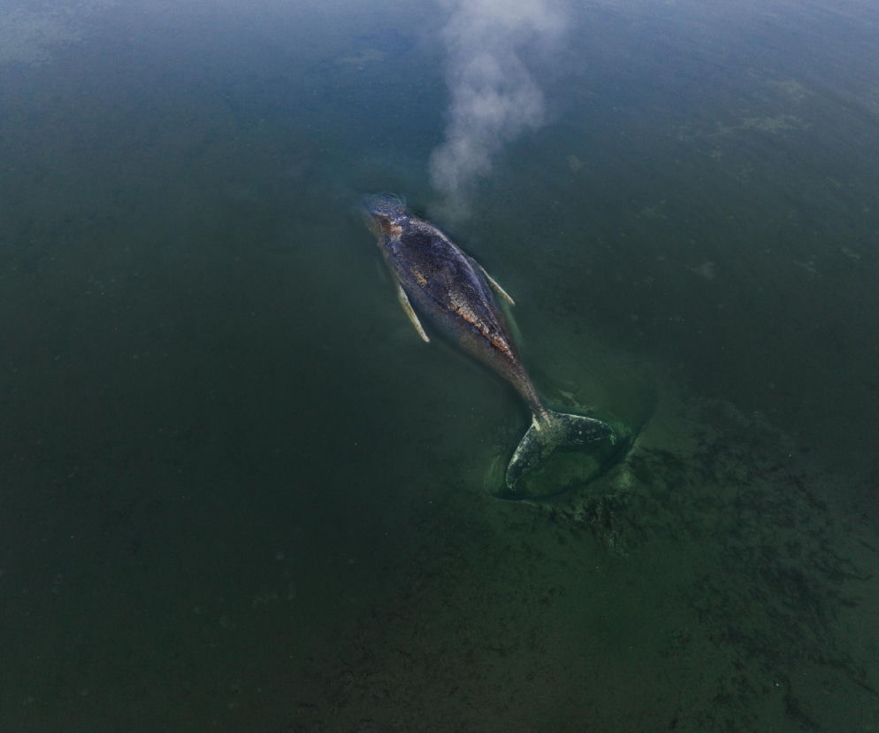 Te wiadomości o humbaku zasmucą wszystkich. Porzucono próby