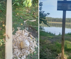 Leśnicy ostrzegali przed bobrami. Te postanowiły… zlikwidować ostrzeżenie