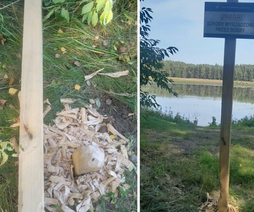 Leśnicy postawili tablicę ostrzegawczą. Bobry szybko pokazały, co o niej myślą i... zjadły słupek