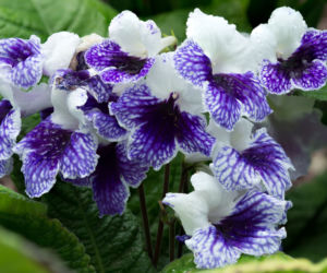Skrętnik (Streptocarpus)