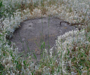 Oczyszczalnia hydrofitowa