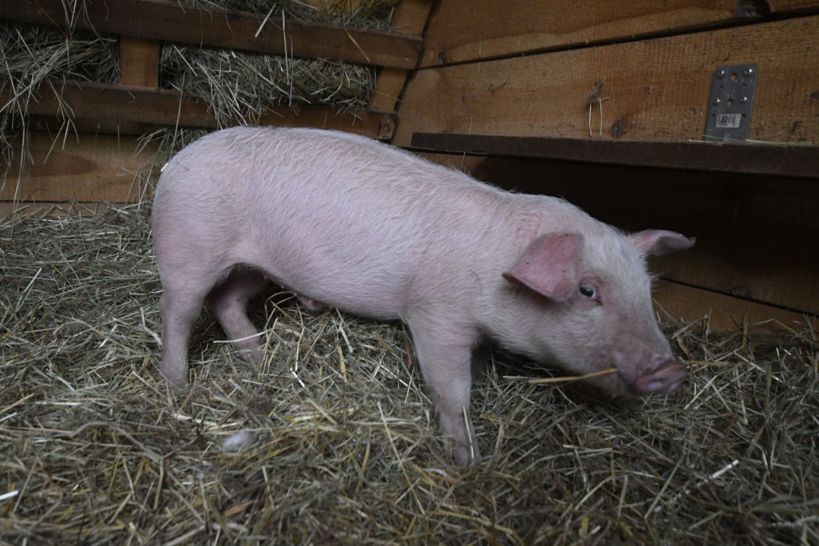 Kobieta z Sulejówka pokochała prosiaka