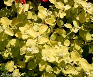 Kocanka włochata 'Limelight'