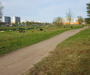 Dziki w Toruniu. Zwierzęta upodobały sobie teren na Rubinkowie