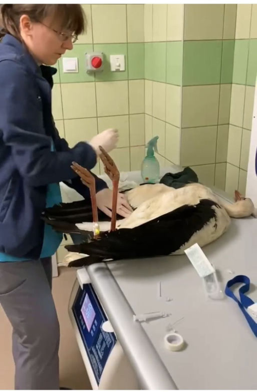 Bocian Antek został wypchnięty z gniazda na druty wysokiego napięcia