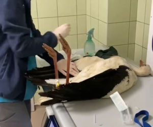 Bocian Antek został wypchnięty z gniazda na druty wysokiego napięcia