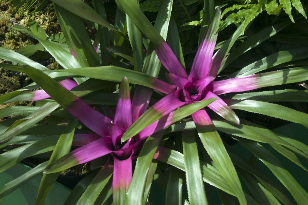 Neoregelia