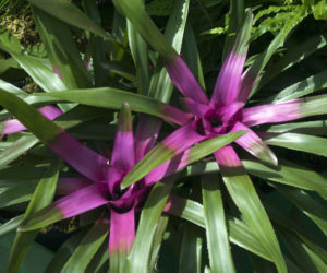 Neoregelia