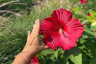 Hibiskus bagienny zachwyca gigantycznymi kwiatami!