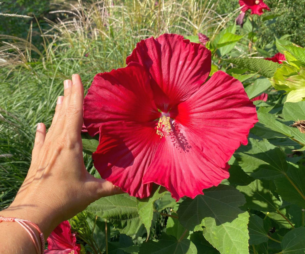Hibiskus bagienny zachwyca gigantycznymi kwiatami!