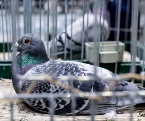 Katowice stolicą gołębiarstwa. Za nami 17. edycja EXPOGołębie. To największa tego typu impreza w Europie