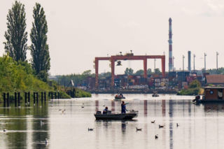 Ponad 1,2 tony śniętych ryb. Służby walczą ze złotą algą