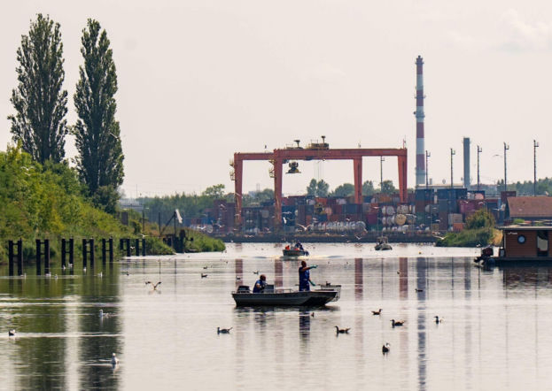 Ponad 1,2 tony śniętych ryb. Służby walczą ze złotą algą
