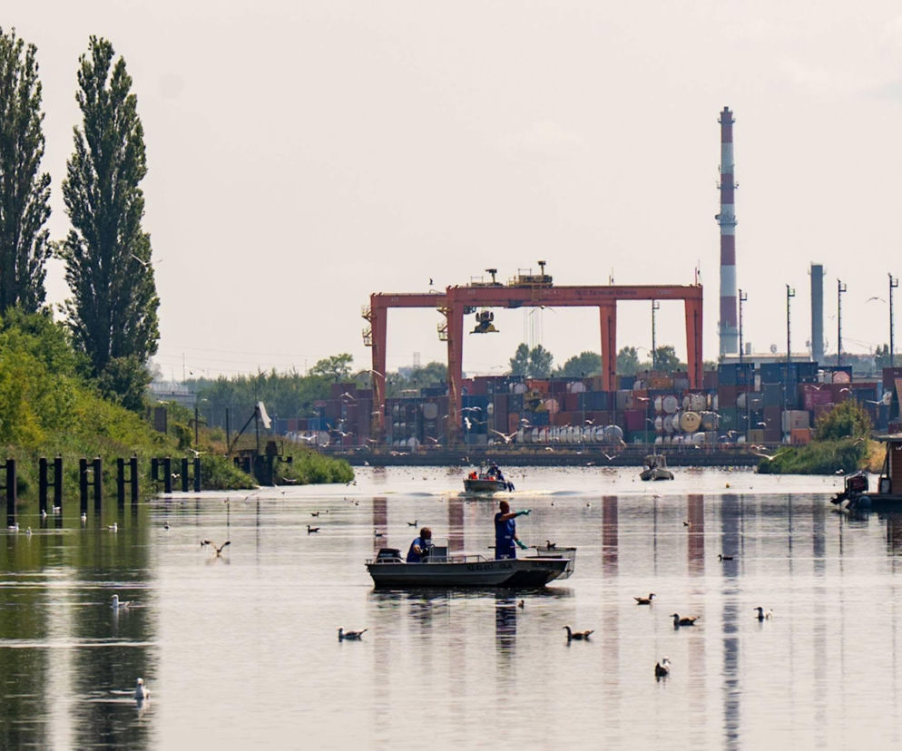 Tysiące ryb giną w Kanale Gliwickim. Padła konkretna liczba