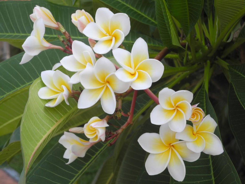 Plumeria
