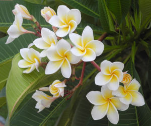 Plumeria