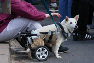 Poświęcił im swoją kampanię wyborczą. Przyszły na pogrzeb Łukasza Litewki. Oczy od razu się zaszkliły