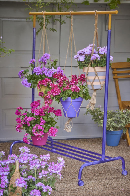 Pelargonie w wiszących doniczkach