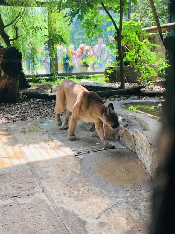 Nubia przebywa w Śląskim Ogrodzie Zoologicznym