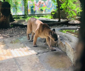 Nubia przebywa w Śląskim Ogrodzie Zoologicznym