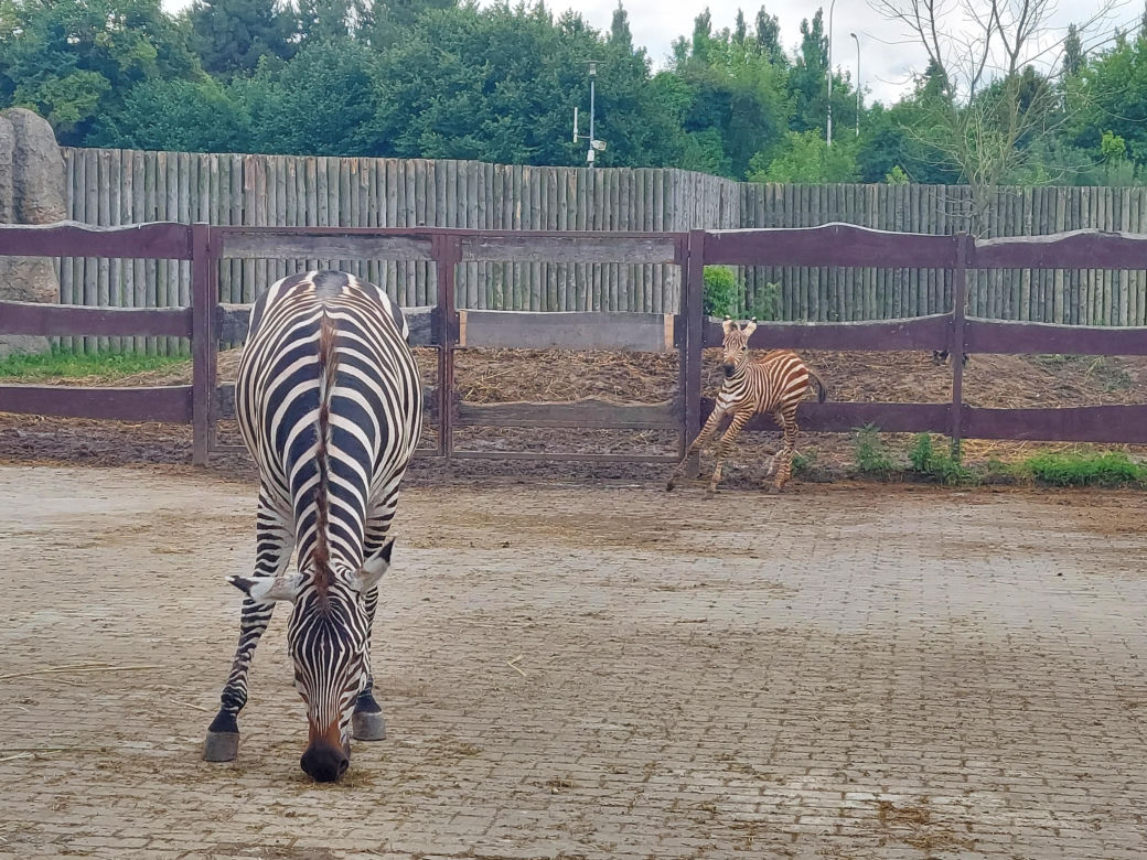 Mała zebra w zamojskim ZOO