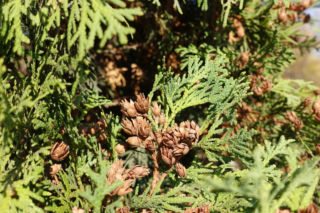 Jak wysiewać nasiona tui? Ekspert wyjaśnia jak rozmnażać tuje przez nasiona