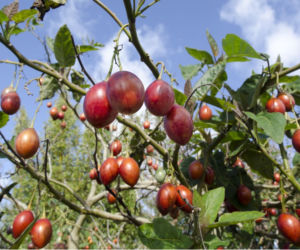 Tamarillo