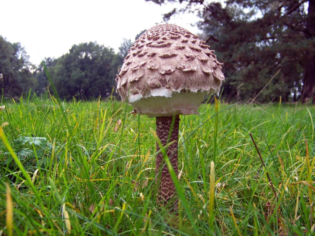 Właśnie rozpoczął się na nie sezon. Tak odróżnisz kanię od muchomora