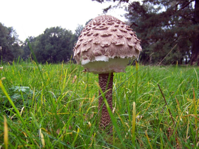 Właśnie rozpoczął się na nie sezon. Tak odróżnisz kanię od muchomora